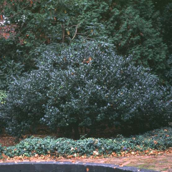 Trio of dark green Blue Prince hollies in garden landscape